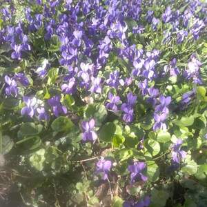 Seznámení s Violet_Candy