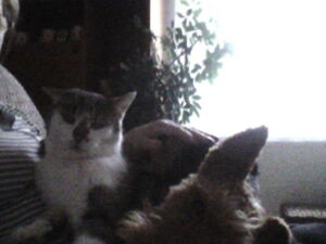 Wanessa